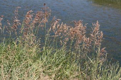 Phalaris arundinacea